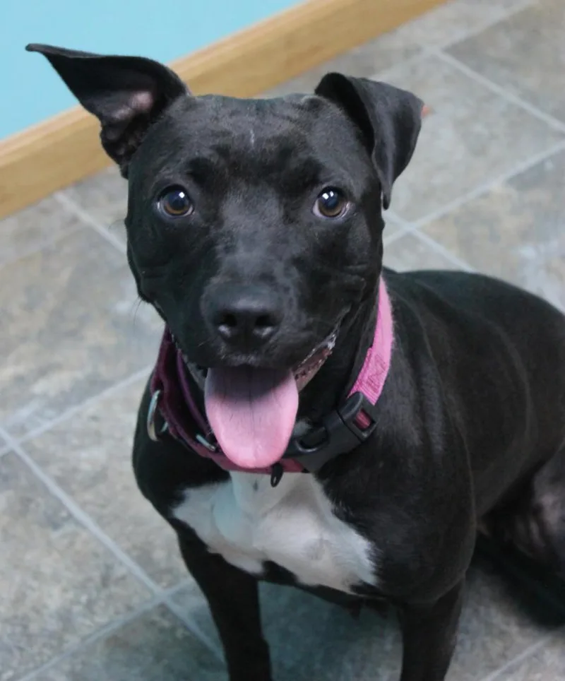 An adult medium-sized female Black Mixed Breed dog named Missy for adoption in Neillsville, WI
