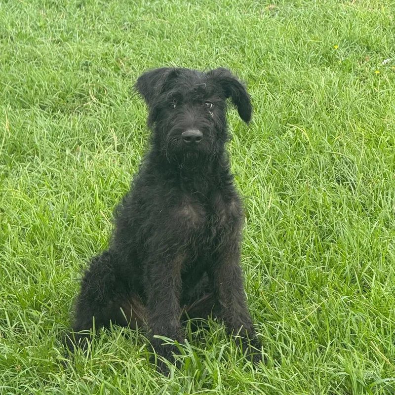 A baby medium-sized male Black Giant Schnauzer dog named Otto for adoption in Anahuac, TX