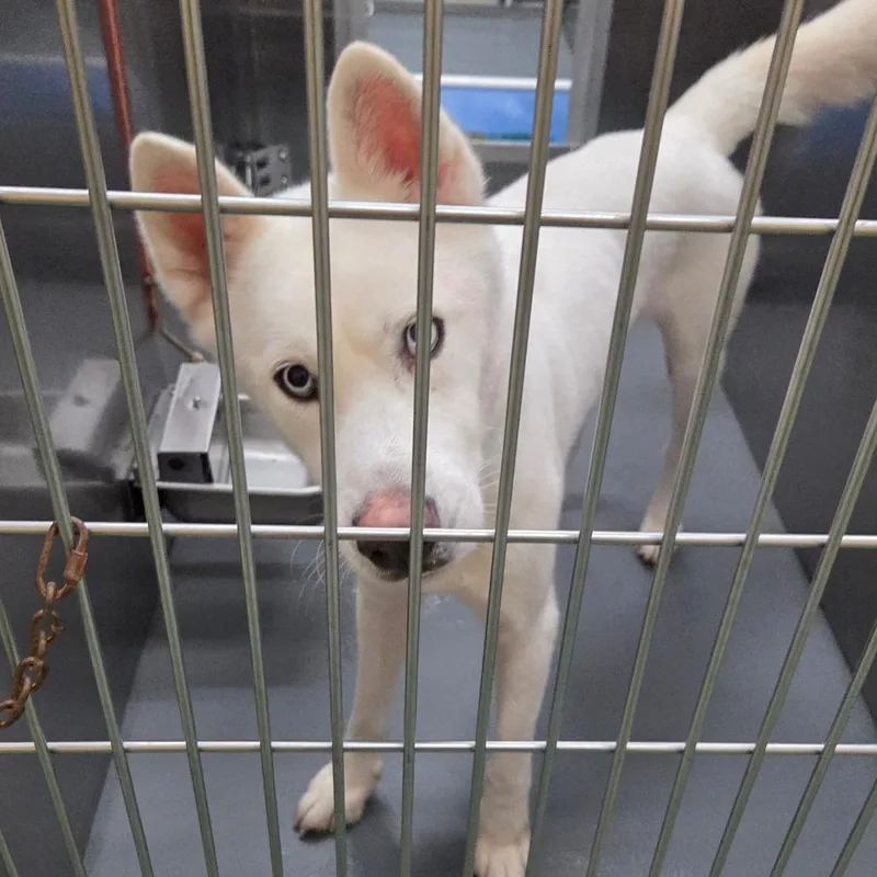 A young medium-sized male Mixed Breed dog named Jango for adoption in Memphis, TN