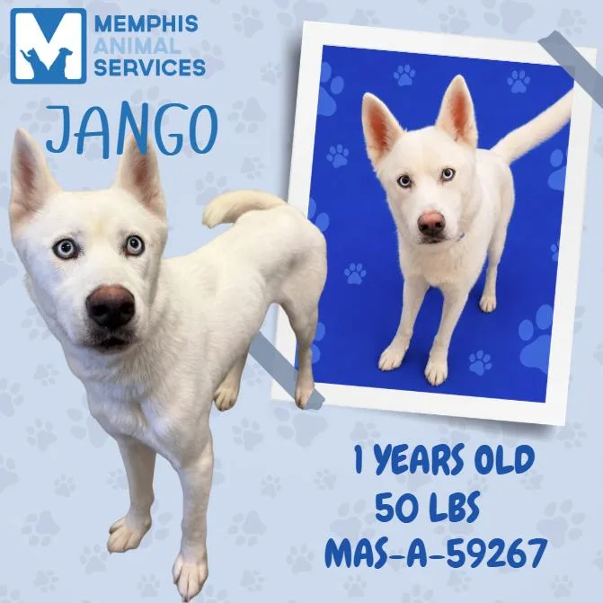 Jango thumbnail 4