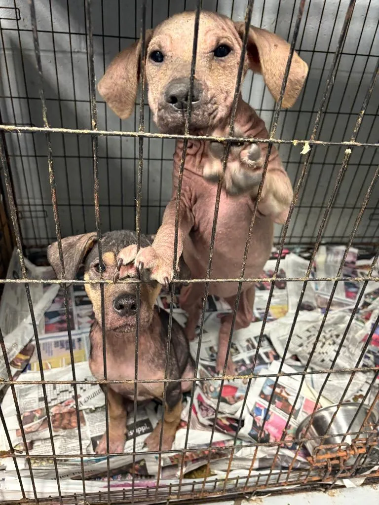 A young small-sized female Labrador Retriever dog named Valerie for adoption in Greenwood, MS