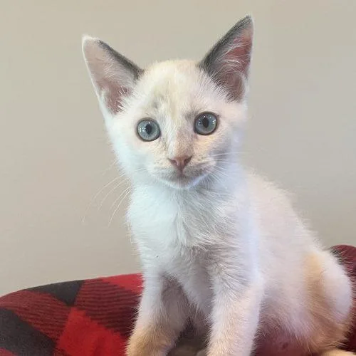 A baby small-sized female Siamese cat named Lotus for adoption in Knoxville, TN