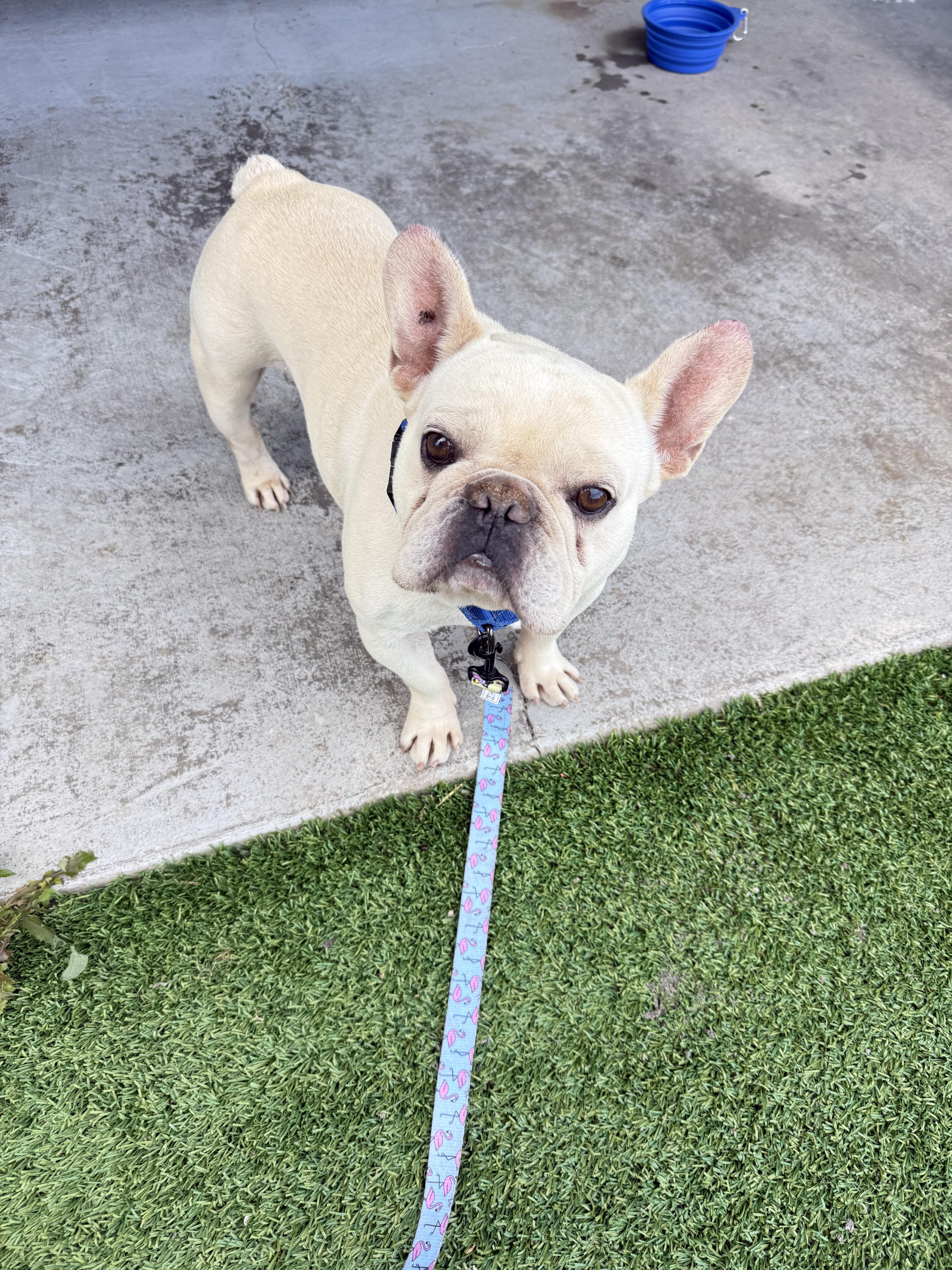 An adult medium-sized male French Bulldog dog named Rio for adoption in Mesa, AZ