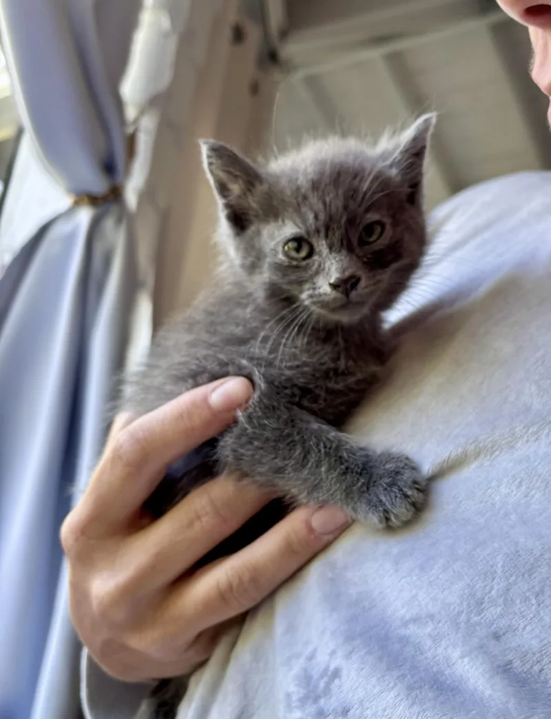 A baby small-sized female Gray / Blue / Silver American Shorthair cat named Beetle for adoption in Wallkill, NY