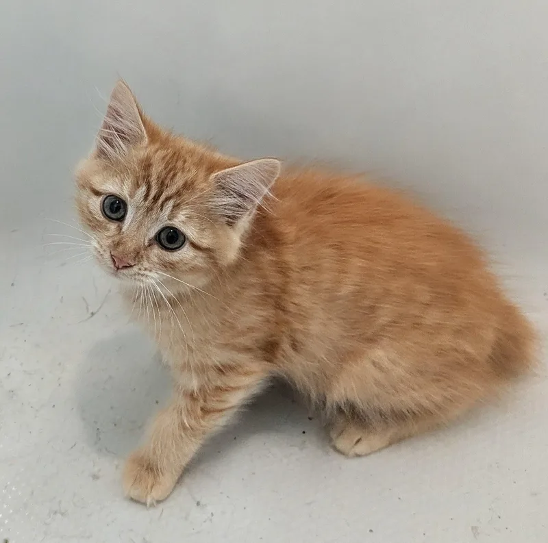 A baby medium-sized male Tabby (Orange / Red) American Bobtail cat named Mandarin for adoption in Greensboro, NC