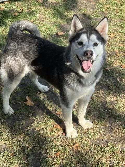 A young small-sized female Siberian Husky dog named Kira for adoption in Riverside, CA