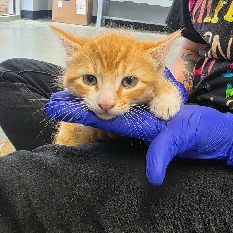 A baby small-sized male Orange / Red Domestic Short Hair cat named Curly for adoption in Duncan, OK