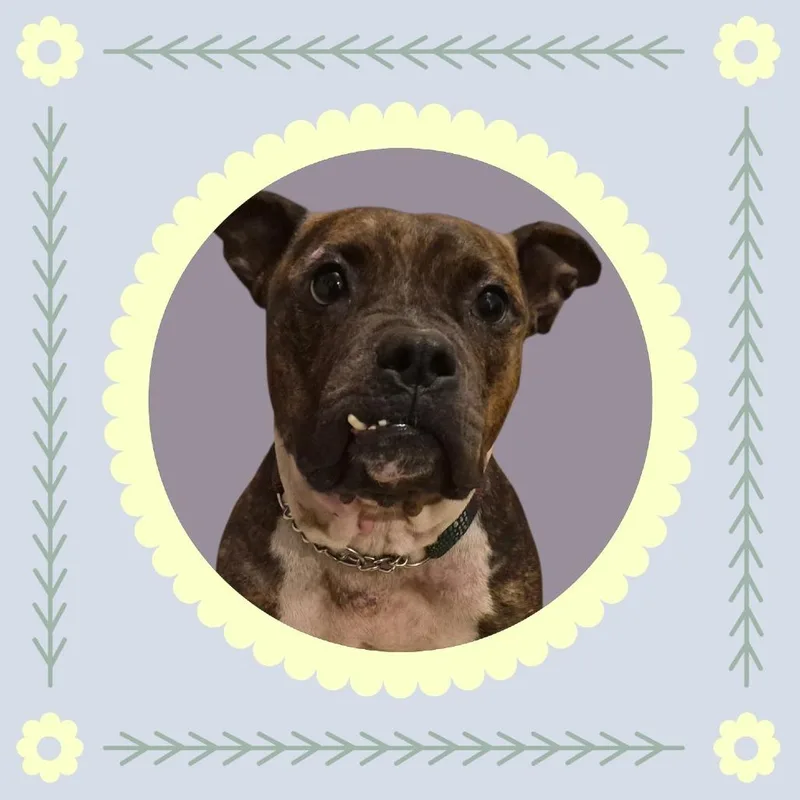An adult medium-sized female Brindle Staffordshire Bull Terrier dog named Cupcake for adoption in Rossville, GA