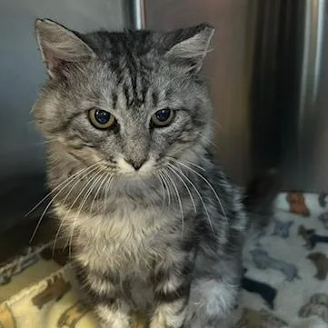 An adult medium-sized male Gray / Blue / Silver Domestic Medium Hair cat named Rocket for adoption in Knoxville, TN