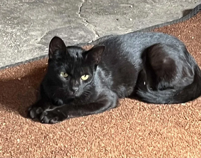 A young medium-sized male Black Domestic Short Hair cat named Zane for adoption in Austin, MN