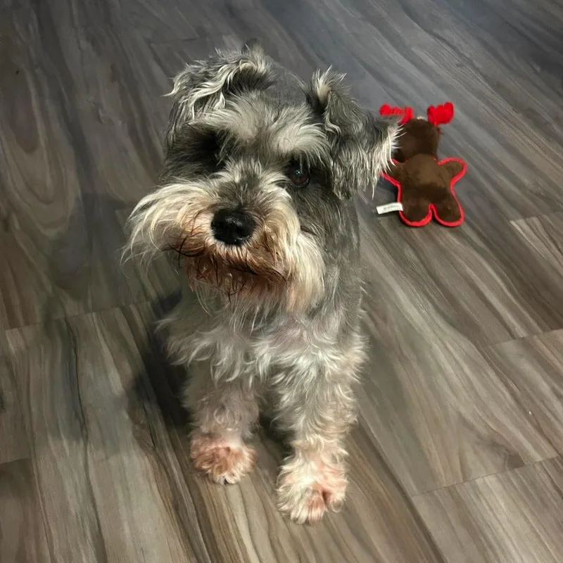 A young small-sized female Gray / Blue / Silver Miniature Schnauzer dog named Milly for adoption in Warren, RI