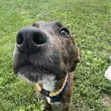An adult medium-sized male Brindle Mixed Breed dog named Bean for adoption in Hilliard, OH
