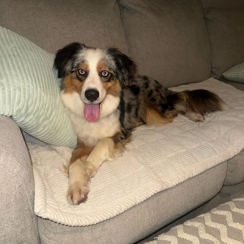 A young medium-sized female Gray / Blue / Silver Australian Shepherd dog named Avis for adoption in Staten Island, NY