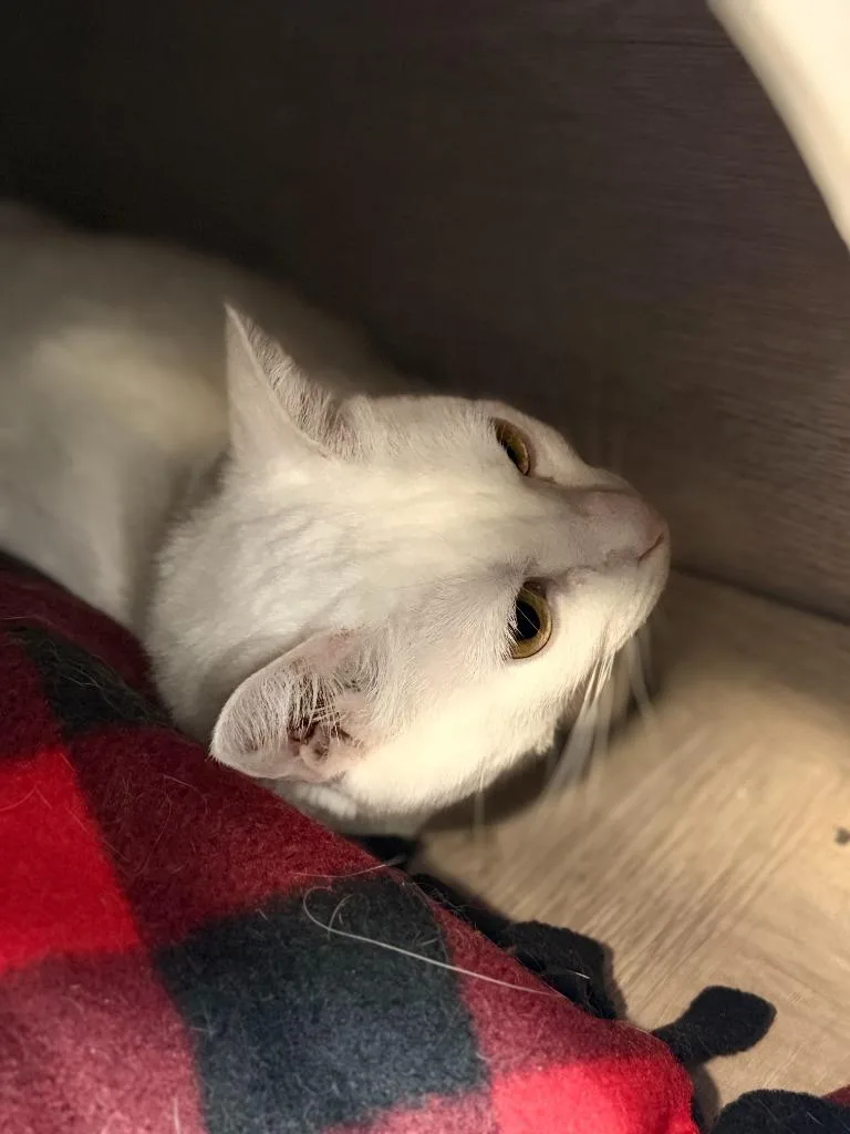 An adult medium-sized female Domestic Short Hair cat named Possum for adoption in Algona, IA