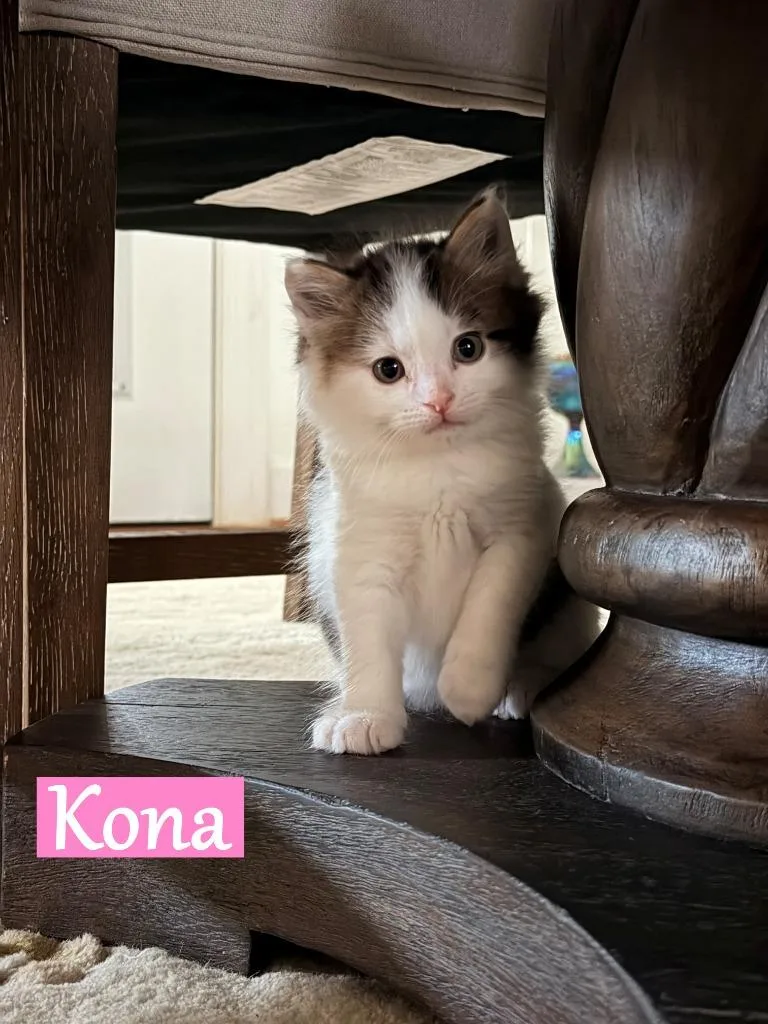 A baby medium-sized female Domestic Short Hair cat named Kona for adoption in Hoover , AL