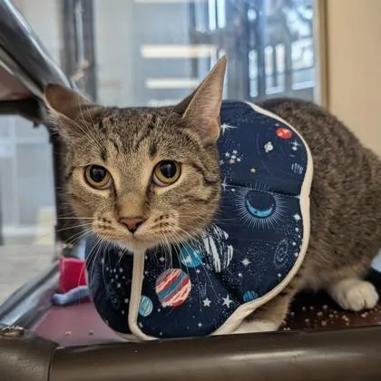 An adult medium-sized female Tabby (Brown / Chocolate) Domestic Short Hair cat named Sweet Pea for adoption in Dubuque, IA