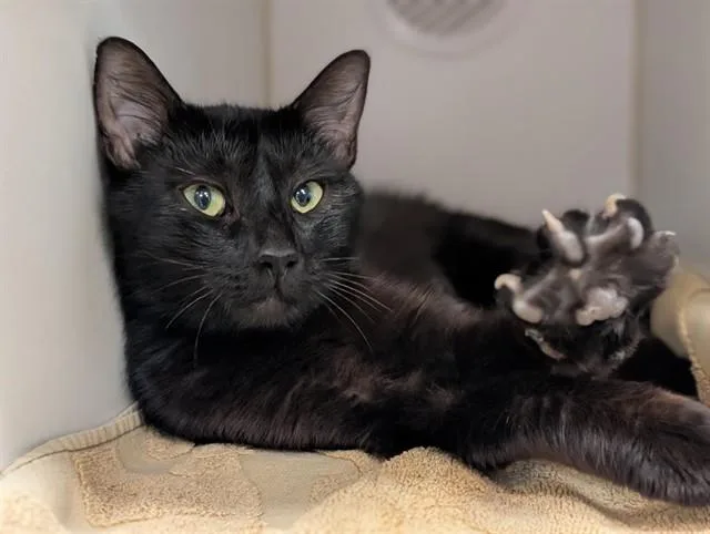 A young medium-sized female Domestic Short Hair cat named Argentina for adoption in Camarillo, CA