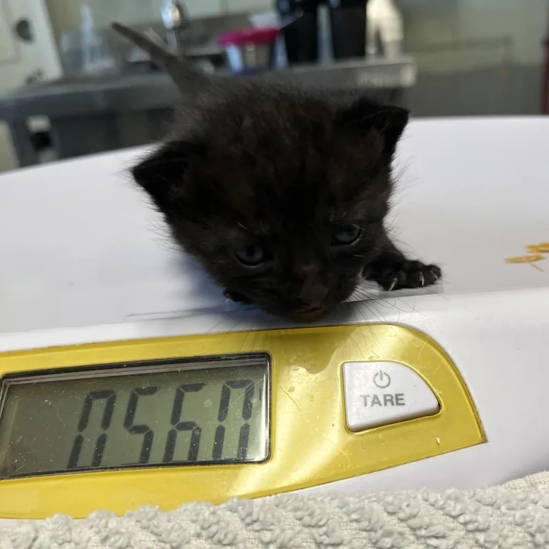 A baby small-sized male Black Domestic Short Hair cat named Rooster for adoption in Mount Juliet, TN