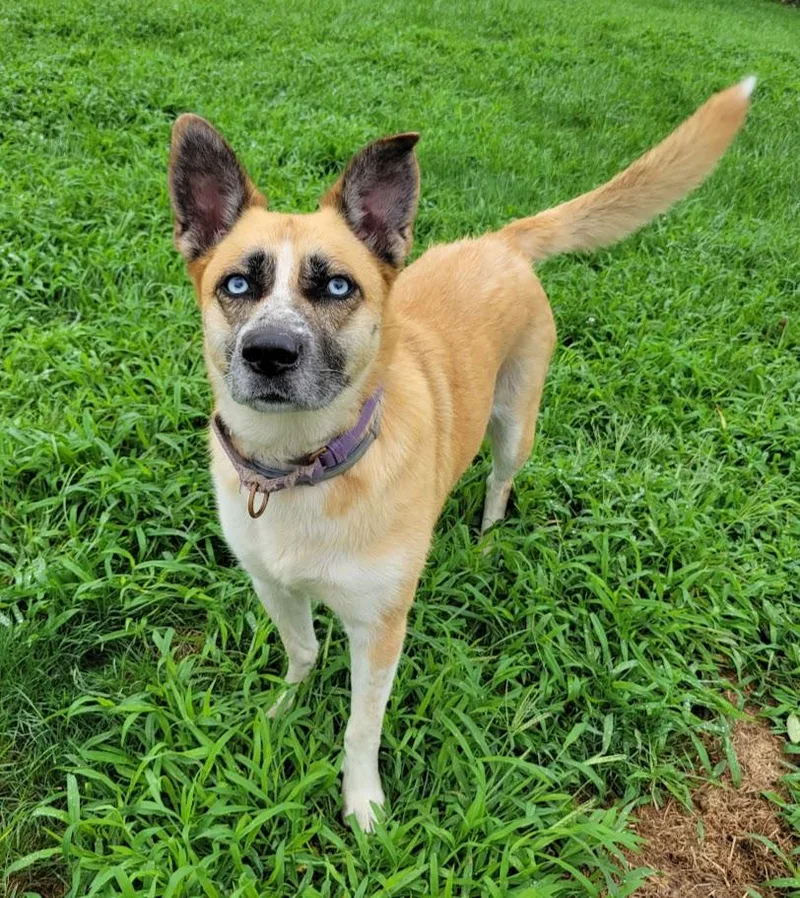 An adult large-sized female Yellow / Tan / Blond / Fawn Siberian Husky dog named Nova for adoption in Lisbon, OH
