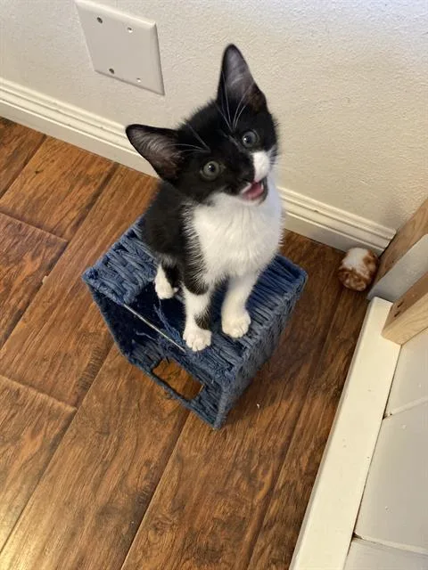 A baby small-sized male Domestic Short Hair cat named Sap Nap for adoption in Tustin, CA