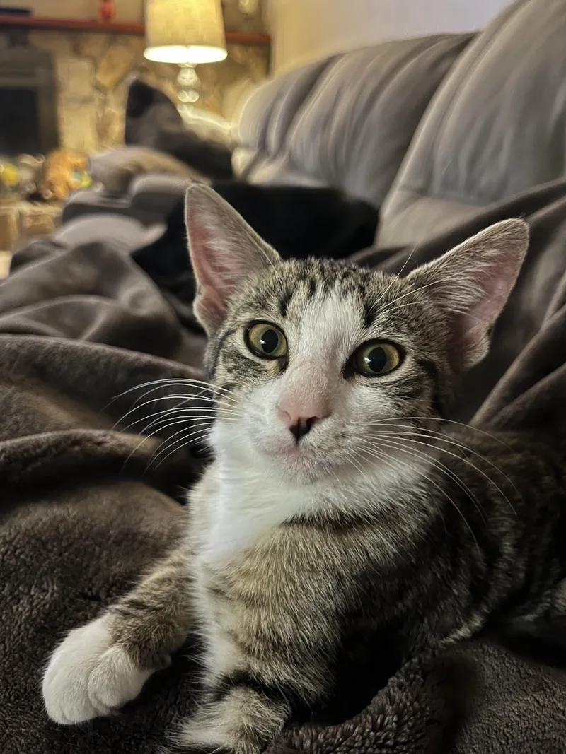 A baby medium-sized female White Domestic Short Hair cat named Woodle for adoption in Palm Harbor, FL