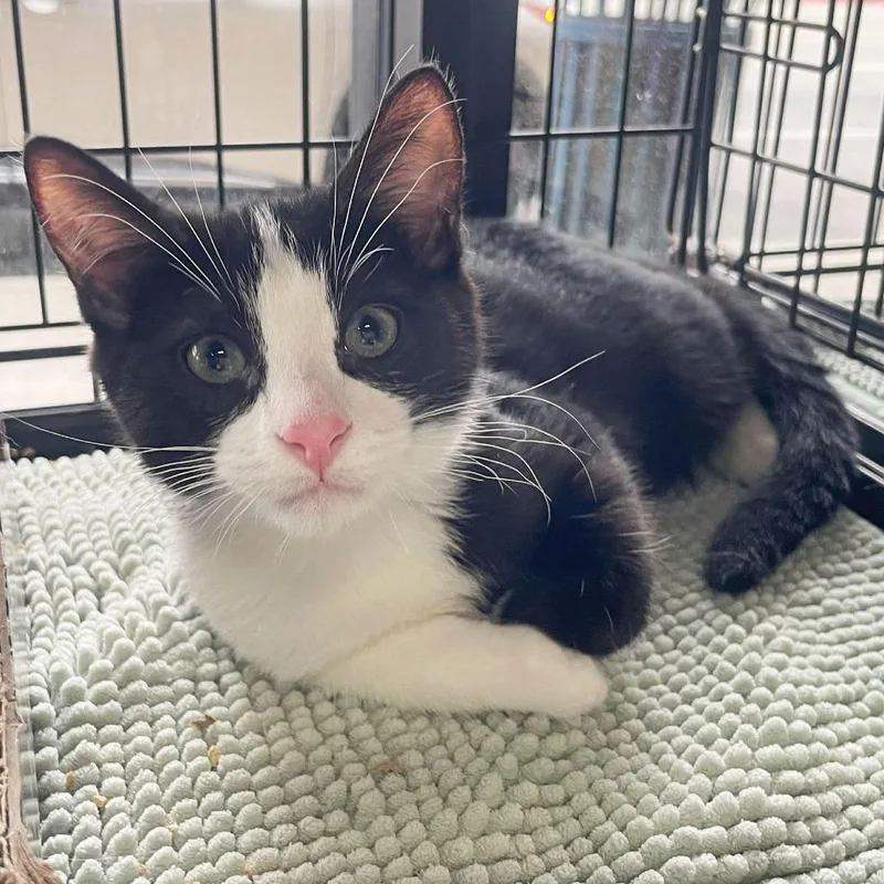A baby small-sized male Black Domestic Short Hair cat named Dolcetto for adoption in Los Angeles, CA