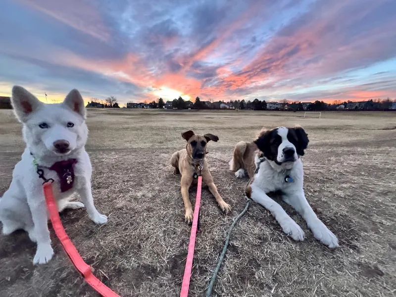 An adult large-sized female Tricolor (Brown, Black, & White) Shepherd dog named Flora for adoption in Littleton, CO