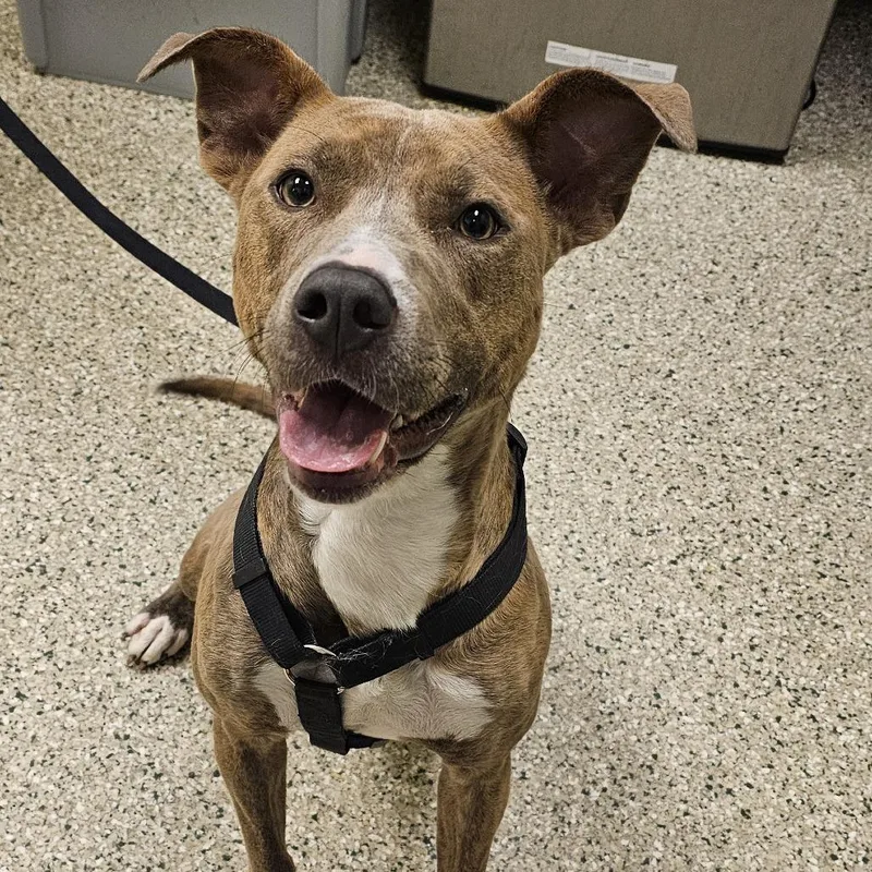A young medium-sized female Brown / Chocolate Pit Bull Terrier dog named Millie for adoption in Cedar Rapids, IA