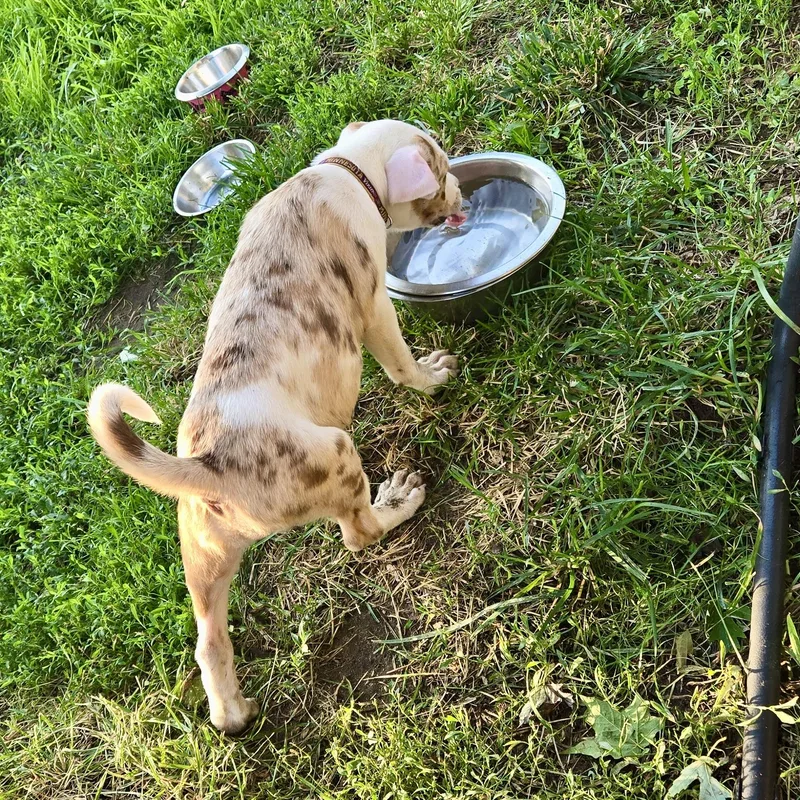 A baby medium-sized female Merle (Red) Mixed Breed dog named Glenda for adoption in Prior Lake, MN