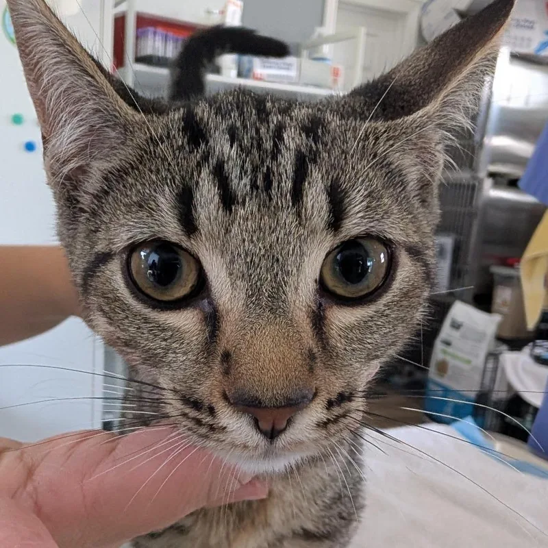 A baby small-sized female Domestic Short Hair cat named Butterscotch for adoption in Chapel Hill, NC