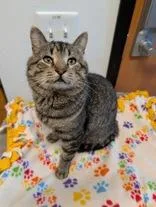 A young medium-sized male Tabby (Brown / Chocolate) Domestic Short Hair cat named Smokey for adoption in Rochester, MN