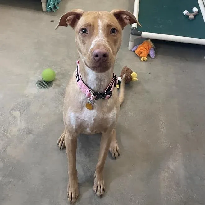 A young medium-sized female Golden Mixed Breed dog named Lily for adoption in Prescott, AZ