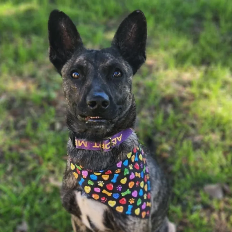 Bailey Jum thumbnail 2