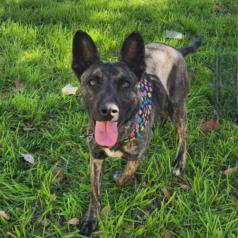 Bailey Jum thumbnail 3