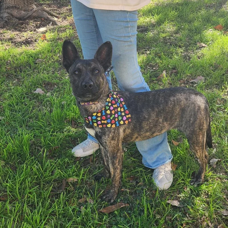 Bailey Jum thumbnail 4