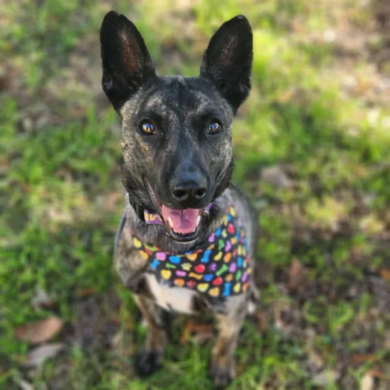 Bailey Jum thumbnail 5