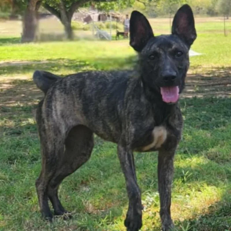 Bailey Jum thumbnail 6