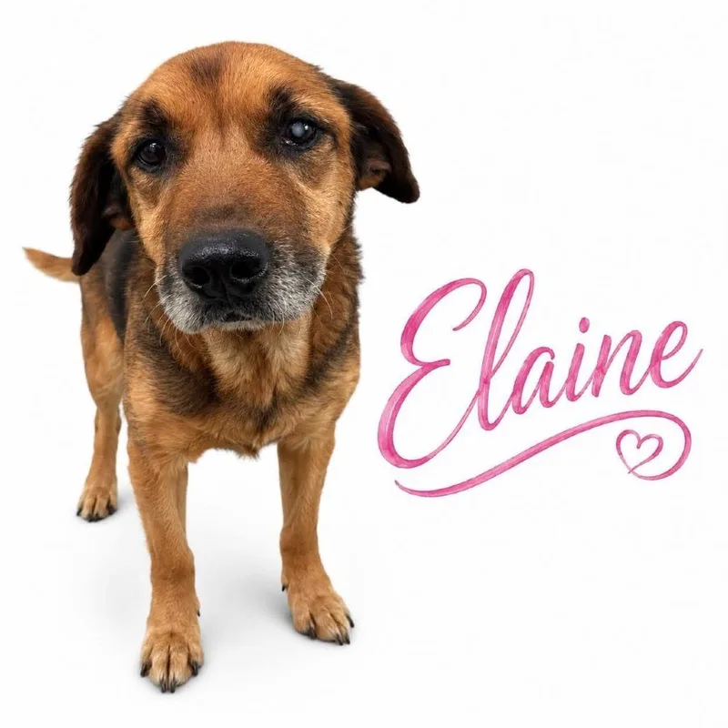 Elaine