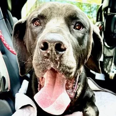 An adult large-sized male Black Great Dane dog named Atlas for adoption in Andover, MA