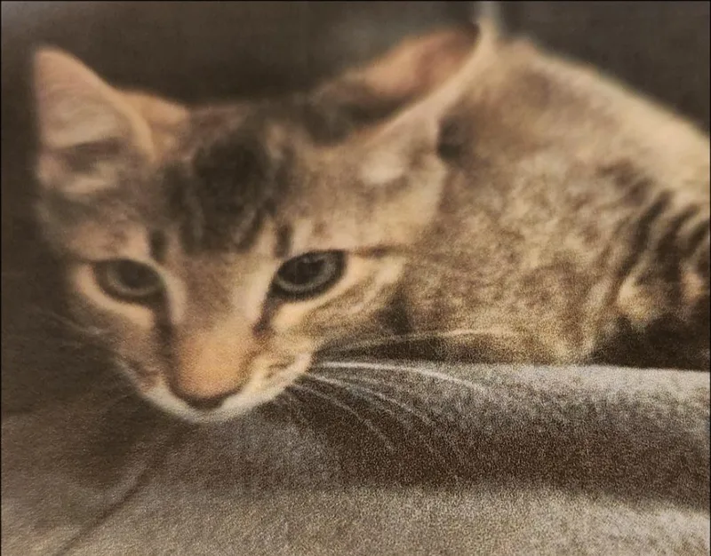 A baby small-sized female Domestic Short Hair cat named Christy for adoption in Thompson Falls, MT