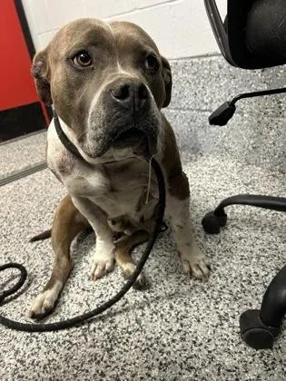 An adult large-sized female Mixed Breed dog named Grumbilina for adoption in West Chester, PA
