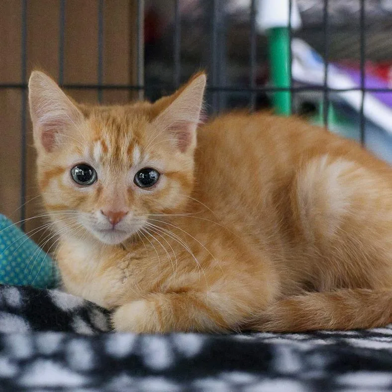 A baby small-sized female Orange / Red Domestic Short Hair cat named Boots for adoption in Bradenton, FL