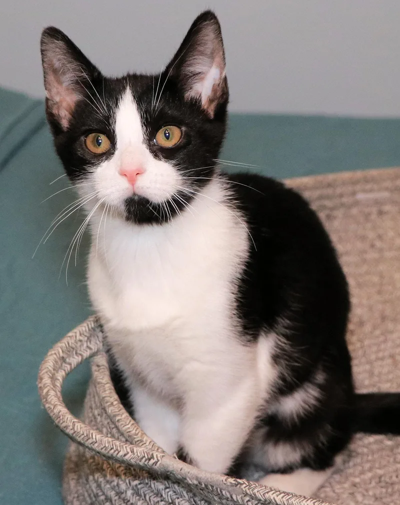 Lorna Doone thumbnail 2