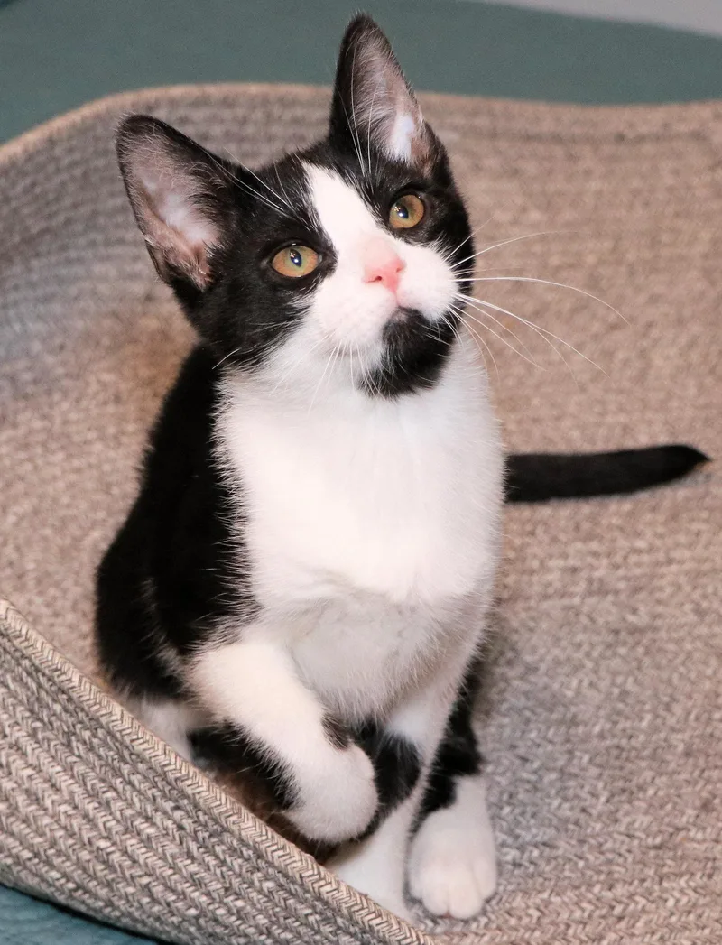 Lorna Doone thumbnail 3