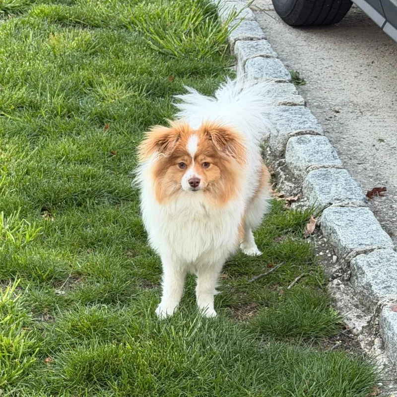 A young small-sized female White / Cream Mixed Breed dog named Cindy for adoption in Westhampton, NY