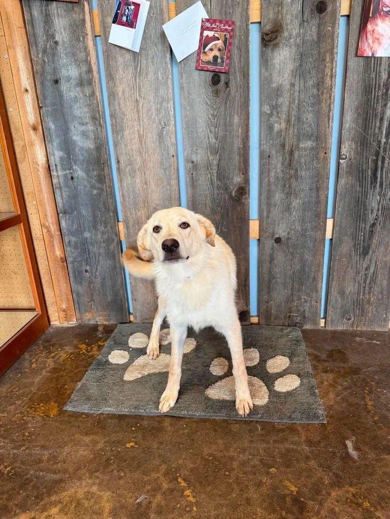 A young medium-sized female Yellow Labrador Retriever dog named Ember for adoption in Milwaukee, WI