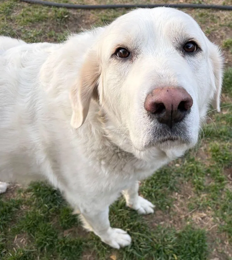 An adult extra large-sized male White / Cream Great Pyrenees dog named Jack for adoption in Larkspur, CO