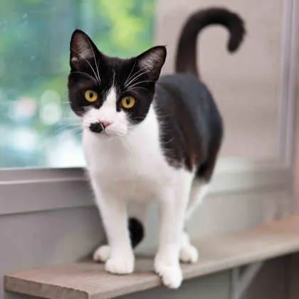 An adult small-sized female Black Domestic Short Hair cat named Starla for adoption in Atlanta, GA