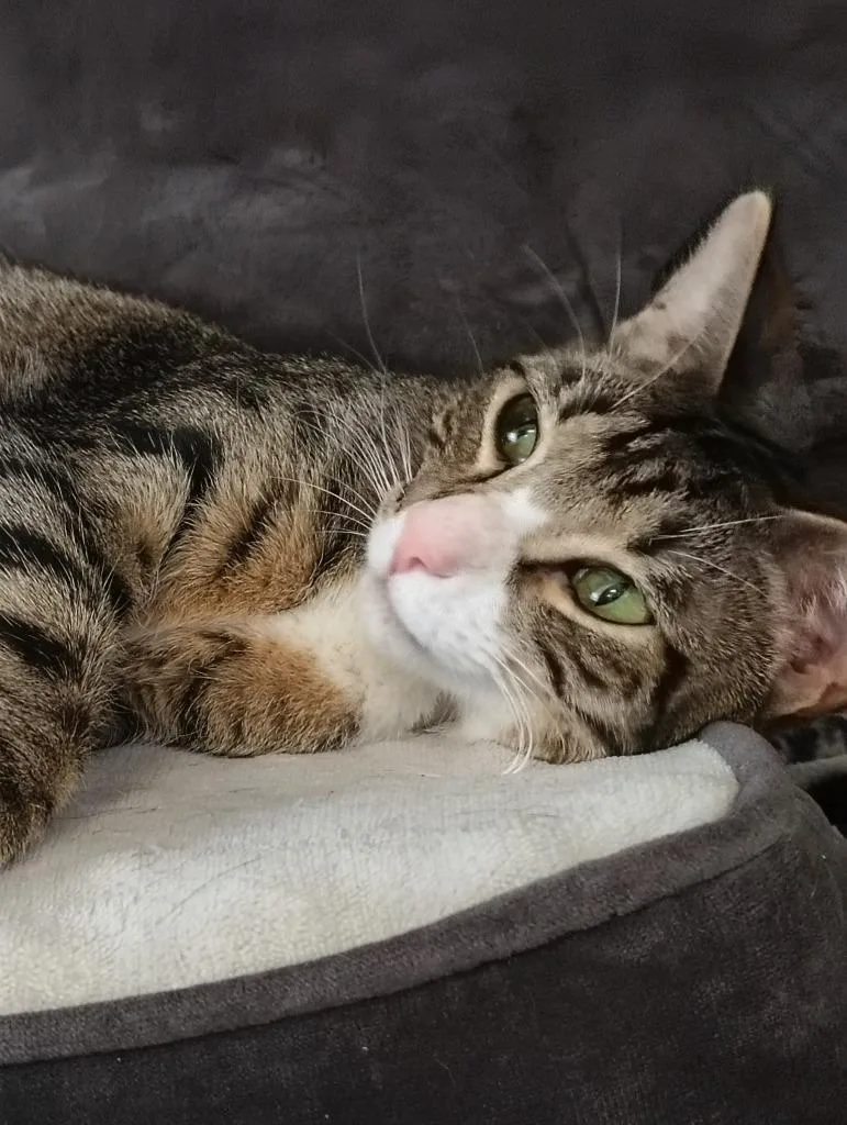 A young medium-sized female Domestic Short Hair cat named Gypsy for adoption in Richland Hills, TX
