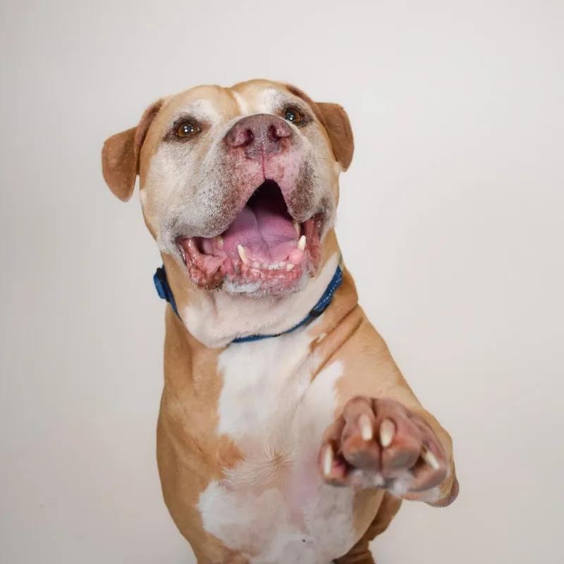 A senior large-sized male Boxer dog named Sam for adoption in West Palm Beach, FL
